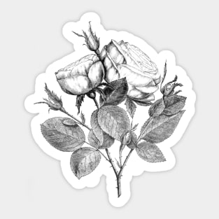 Rose Flower Sticker